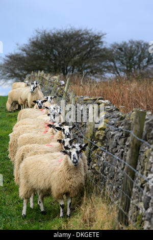 Le Derbyshire, Royaume-Uni. 5 déc, 2013. Les moutons se serrent pour couvrir le long d'un mur en pierre sèche près de Milldale, dans le Peak District comme des vents forts et la pâte Derbyshire UK. Credit : Joanne Roberts/Alamy Live News Banque D'Images