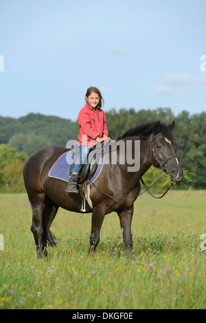 Fille sur un Haflinger arabe sur un pré Banque D'Images