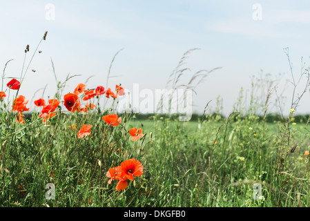 Un certain nombre d'oscillation coquelicots rouges sur la brise paresseusement contre un pré herbeux dans le soleil d'été Banque D'Images