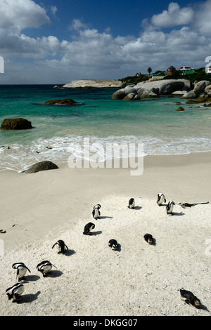 Spheniscus demersus pingouins Jackass africains Simonstown Boulders Beach Cape Town Western Cape Peninsula Banque D'Images