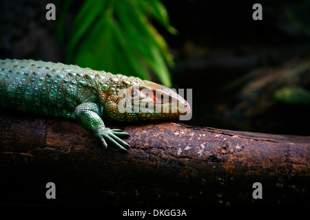 Le nord de lézard Caiman (Dracaena guianensis), Florida, USA Banque D'Images