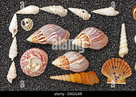 Les coquillages sur fond noir, les souvenirs de vacances Banque D'Images