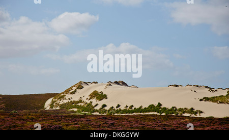 Paysage de bruyère et le passage dune près de liste, Sylt, Allemagne Banque D'Images