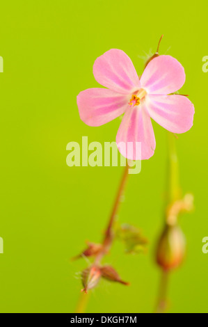 Geranium robertianum herbe robert, vertical, portrait de fleur. Banque D'Images