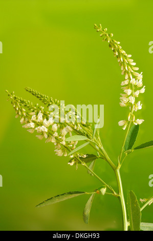 Mélilot, Melilotus albus (Fabaceae), portrait vertical de fleurs blanches avec une belle arrière-plan flou. Banque D'Images