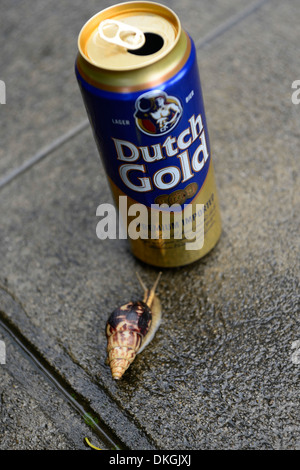 Snail glide vers l'alcool peut dutch gold cheap bière à faible coût Banque D'Images