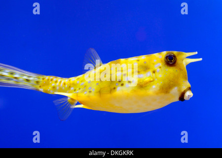 Longhorn cowfish Lactoria cornuta poisson jaune sur fond bleu couleur contrastante couleurs Couleur de contraste Banque D'Images