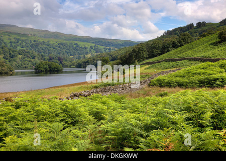 En regardant la fougère à Rydal Water, Lake District, Cumbria, Angleterre. Banque D'Images