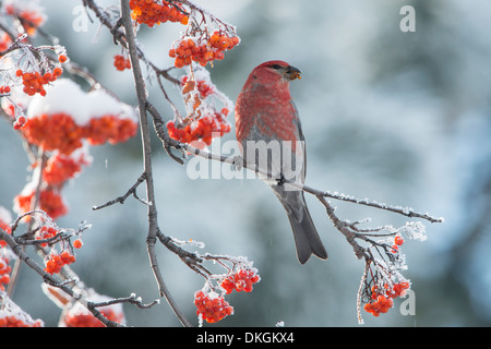 Un mâle Durbec des sapins (Pinicola enucleator) sur une montagne ash tree pendant l'hiver, Missoula, Montana Banque D'Images