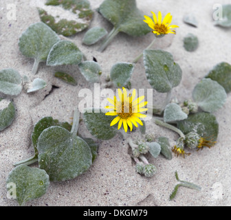 Ostéospermum plage du cap point jaune sable fleurs Daisy Banque D'Images