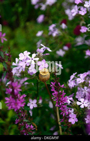 Rose blanc phlox fowers seedhead pavot contraste contraste Banque D'Images