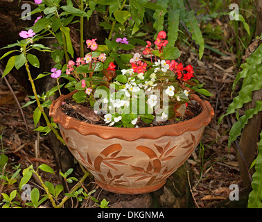 La literie de bégonias - rouge, rose et blanc - variétés dans de grands contenants de terre cuite en relief de décoration / pot Banque D'Images