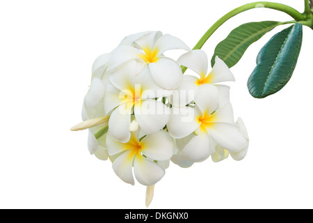 Leelavadee, Plumeria, fleur tropicale isolé sur fond blanc Banque D'Images