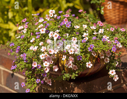 Sutera cordata vivace à fleurs, avec des masses de rose, mauve et blanc fleurs en croissance dans de grands contenants décoratifs Banque D'Images