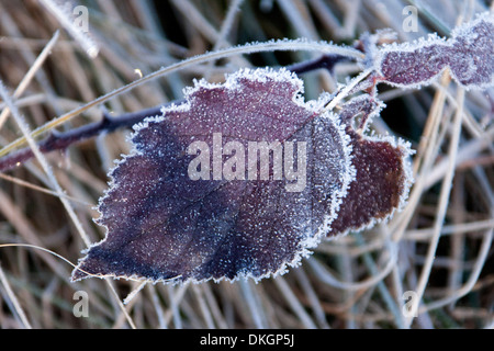 Des feuilles d'automne tombées des arbres décidus ourlé à lacy listel blanc de givre en hiver Banque D'Images