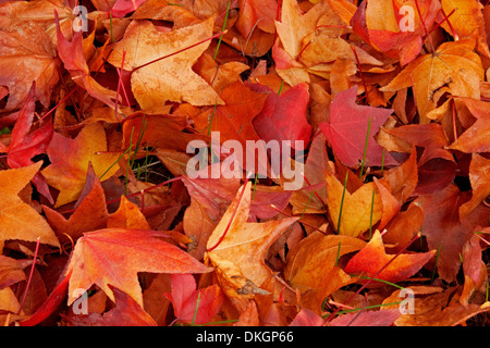 Rouge et Or aux couleurs vives feuilles tombées en automne / hiver / automne Banque D'Images