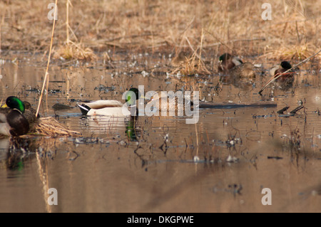 Drake Mallard Duck mâle et femelle natation dans l'eau parmi les autres canards Banque D'Images