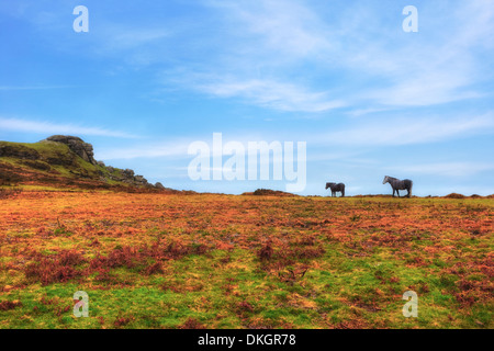 Dartmoor National Park, Devon, Angleterre, Royaume-Uni Banque D'Images