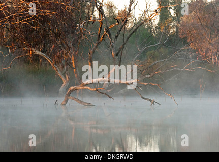 La lumière du soleil illumine arbre tombé et l'aube brume sur eaux calmes du fleuve Paroo près de Eulo dans outback Queensland Australie Banque D'Images