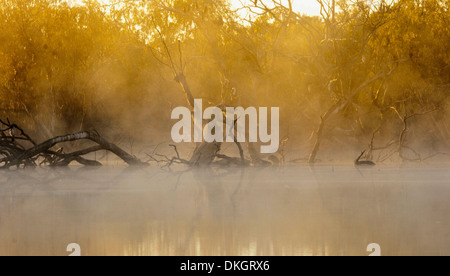 La lumière du soleil illumine la forêt d'or dawn mist drapé sur la rivière Paroo près de Eulo dans outback Queensland Australie Banque D'Images