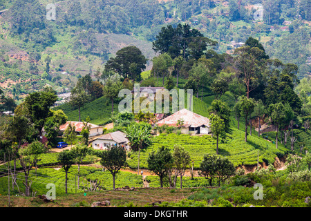 Maisons sur une plantation de thé à Haputale, Sri Lanka Hill Country, au Sri Lanka, en Asie Banque D'Images