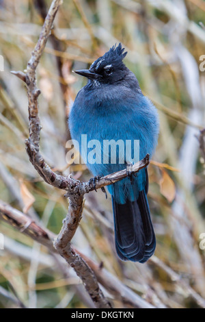 Un adulte le geai de Steller (Cyanocitta stelleri) dans la région de Rocky Mountain National Park, Colorado, États-Unis d'Amérique, Amérique du Nord Banque D'Images