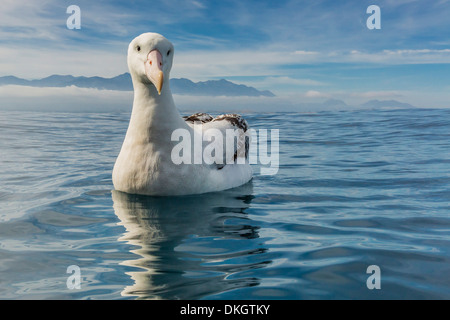 Albatros (Diomedea exulans) dans une mer calme au large de Kaikoura, île du Sud, Nouvelle-Zélande, Pacifique Banque D'Images