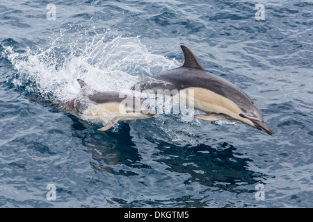 Dauphin commun à long bec (Delphinus capensis) sautant près de White Island, île du Nord, Nouvelle-Zélande, Pacifique Banque D'Images