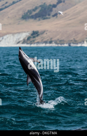 Dusky dolphin (Lagenorhynchus obscurus) sautant près de Kaikoura, île du Sud, Nouvelle-Zélande, Pacifique Banque D'Images