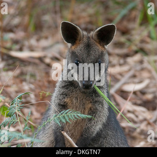 Close up of swamp wallaby Wallabia bicolor mange de l'herbe à l'état sauvage à Mimosa Rocks National Park, côte sud de la Nouvelle-Galles du Sud, Australie Banque D'Images