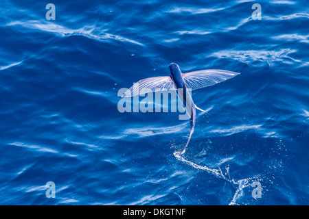 Les poissons volants de la famille Exocoetidae taking flight près de White Island, île du Nord, Nouvelle-Zélande, Pacifique Banque D'Images