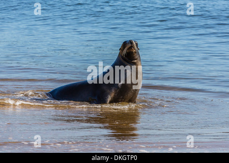 Des profils de la Nouvelle-Zélande (Hooker's) sea lion (Phocarctos hookeri), Ulva Island, au large de l'île Stewart, Île du Sud, Nouvelle-Zélande Banque D'Images