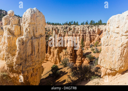 Hoodoo rock formations à partir du sentier de Fairyland, Bryce Canyon National Park, Utah, États-Unis d'Amérique, Amérique du Nord Banque D'Images