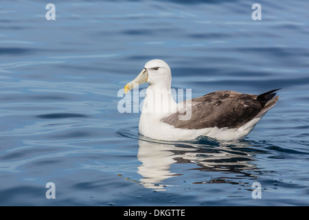 Albatros à cape blanche, Thalassarche steadi, dans une mer calme au large de Kaikoura, île du Sud, Nouvelle-Zélande Banque D'Images