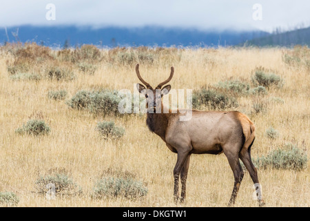 Bull le wapiti (Cervus canadensis) avec bois en velours, le Parc National de Yellowstone, UNESCO World Heritage Site, Wyoming, USA Banque D'Images