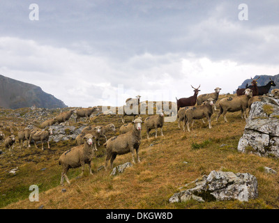 Moutons dans la vallée Stura, Alpes, Italie Banque D'Images