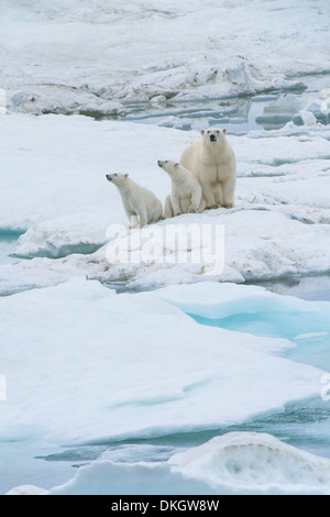 Mère ours polaire avec deux oursons (Ursus maritimus), l'île Wrangel, Site de l'UNESCO, Chuckchi Mer, Tchoukotka, Extrême-Orient russe, la Russie Banque D'Images