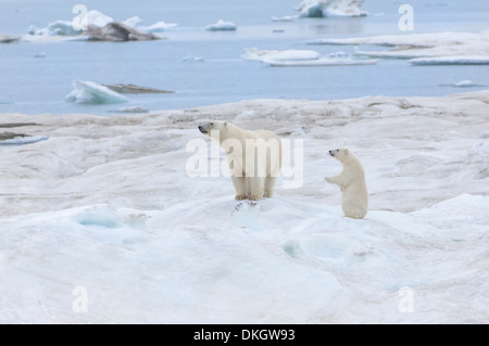 Mère ours polaire avec un cub (Ursus maritimus), l'île Wrangel, UNESCO World Heritage Site, Chuckchi Mer, Tchoukotka, Russie Banque D'Images