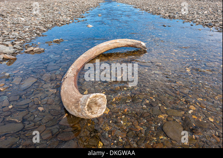 Mammoth tusk dans une rivière près du village de l'île Wrangel, douteux, UNESCO World Heritage Site, Chuckchi Mer, Tchoukotka, Russie Banque D'Images