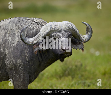 Buffle d'Afrique (Buffalo) (Syncerus caffer) couvertes de boue blanche, le cratère du Ngorongoro, en Tanzanie, Afrique de l'Est, l'Afrique Banque D'Images