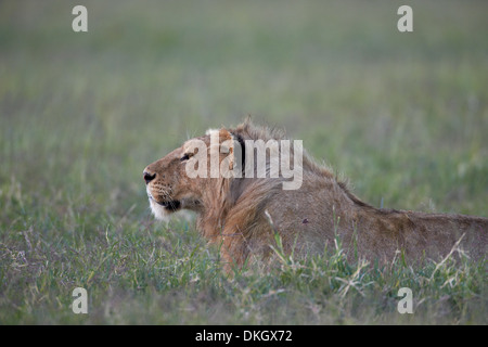 Young male lion (Panthera leo), le cratère du Ngorongoro, en Tanzanie, Afrique de l'Est, l'Afrique Banque D'Images