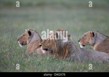Young male lion (Panthera leo) et deux lionnes, le cratère du Ngorongoro, en Tanzanie, Afrique de l'Est, l'Afrique Banque D'Images