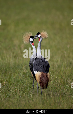 Grue couronnée grise (Sud) grue couronnée (Balearica regulorum) paire, le cratère du Ngorongoro, en Tanzanie, Afrique de l'Est, l'Afrique Banque D'Images