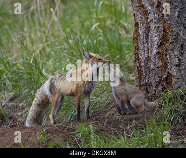 Le renard roux (Vulpes vulpes) (Vulpes fulva) kit de lécher sa bouche du père, le Parc National de Yellowstone, Wyoming, USA Banque D'Images