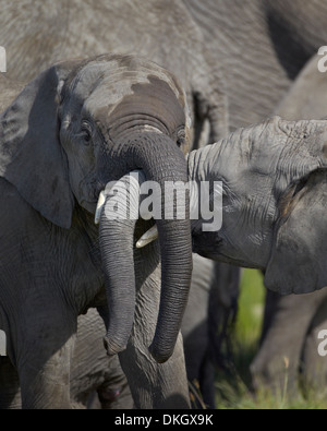 Deux jeunes African elephant (Loxodonta africana) de jouer, le Parc National du Serengeti, Tanzanie, Afrique orientale, Afrique du Sud Banque D'Images