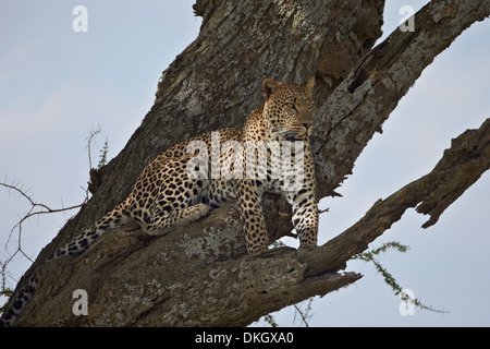 Leopard (Panthera pardus), le Parc National du Serengeti, Tanzanie, Afrique orientale, Afrique du Sud Banque D'Images