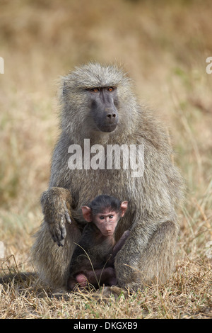 Des babouins Olive (Papio cynocephalus anubis) une mère et son enfant, le Parc National du Serengeti, Tanzanie, Afrique orientale, Afrique du Sud Banque D'Images