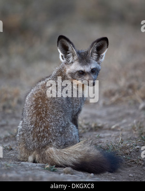 Bat-eared fox (Otocyon megalotis), Parc National de Serengeti, Tanzanie, Afrique orientale, Afrique du Sud Banque D'Images