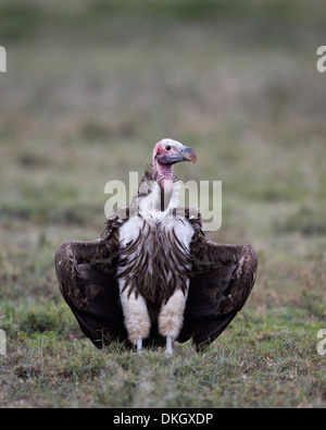 Coprin micacé (Torgos micaceus), Parc National de Serengeti, Tanzanie, Afrique orientale, Afrique du Sud Banque D'Images