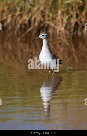 Le chevalier sylvain (Tringa glareola), Parc National de Serengeti, Tanzanie, Afrique orientale, Afrique du Sud Banque D'Images